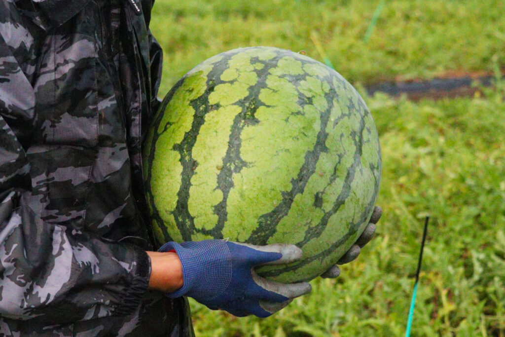 松田のすいかの画像